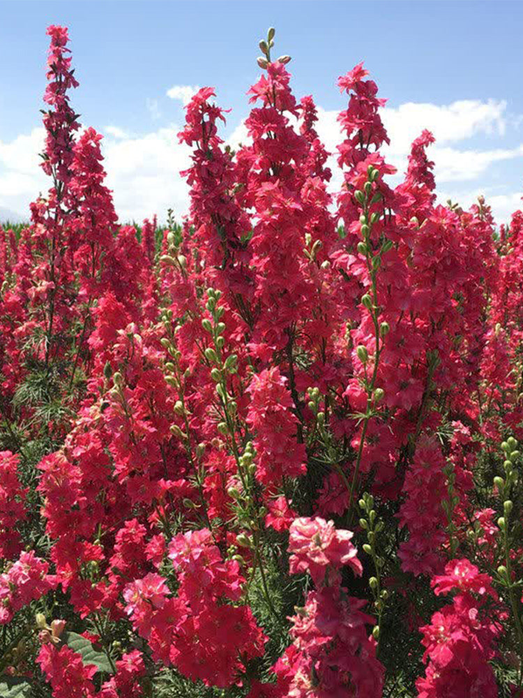 Red Rocket Larkspur