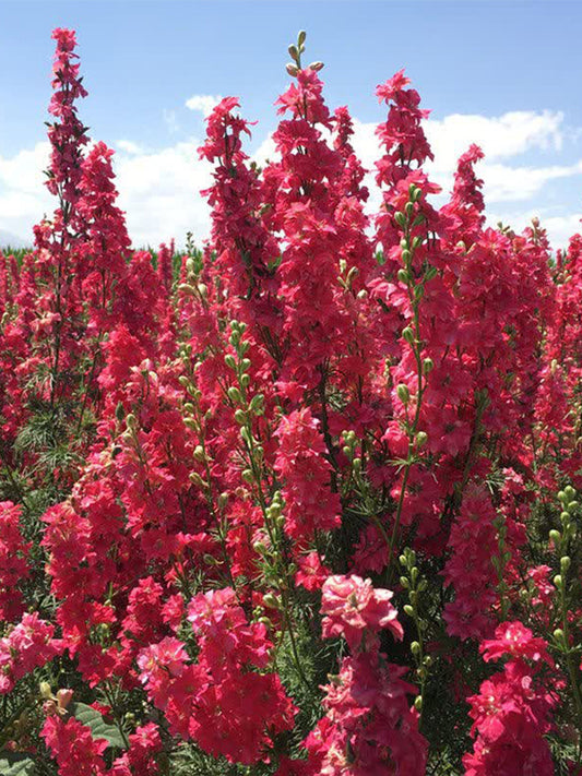 Red Rocket Larkspur