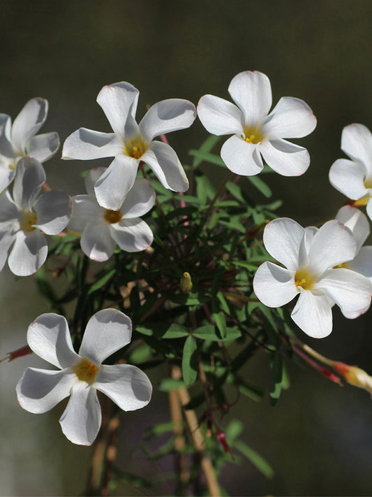 Oxalis obtusa Series Bulb - 'Pardalis White'
