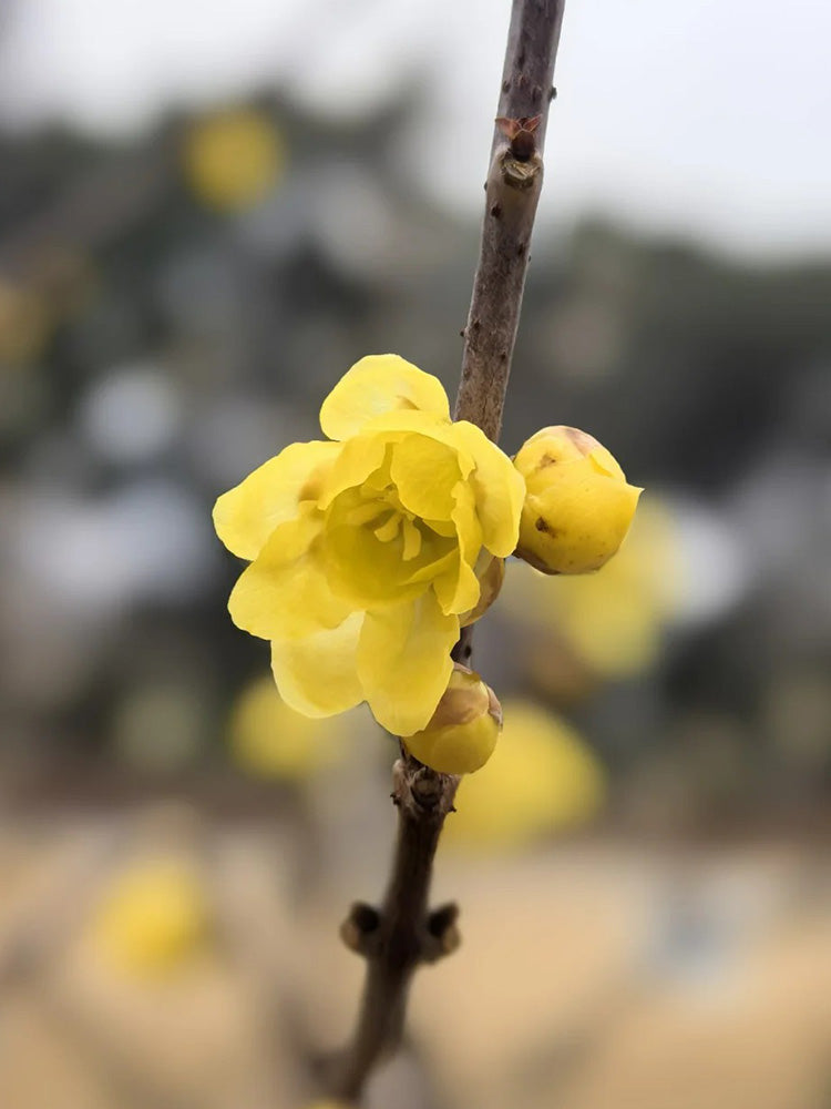 Large Flower Pure Yellow Wintersweet