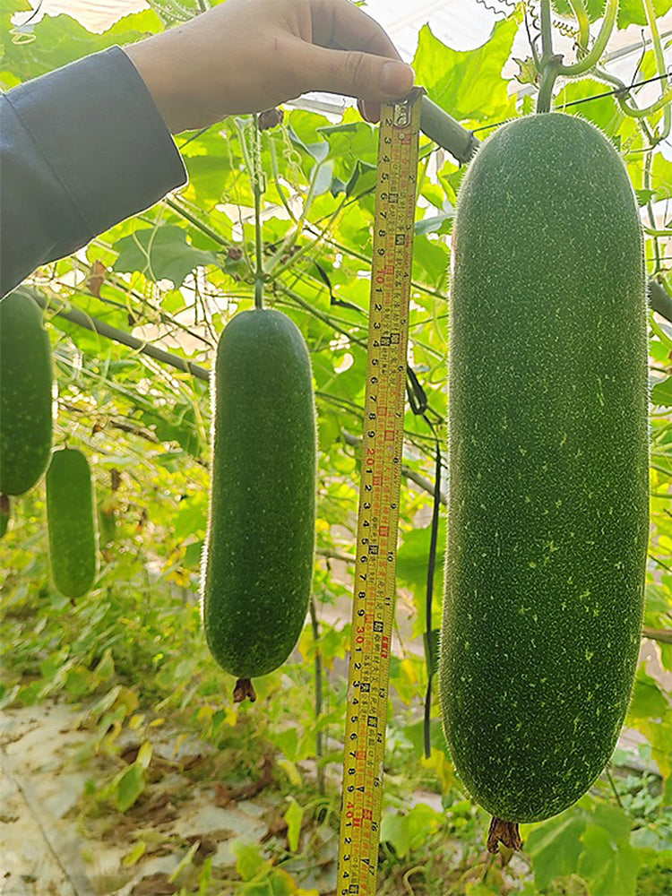 Baoli F1 Hybrid Hairy Gourd