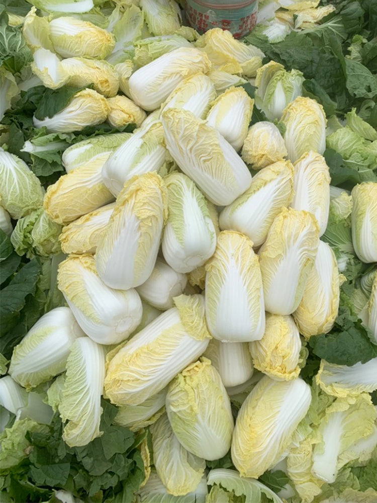 ‘Golden Pearl’ Baby Cabbage (Brassica rapa subsp. pekinensis)