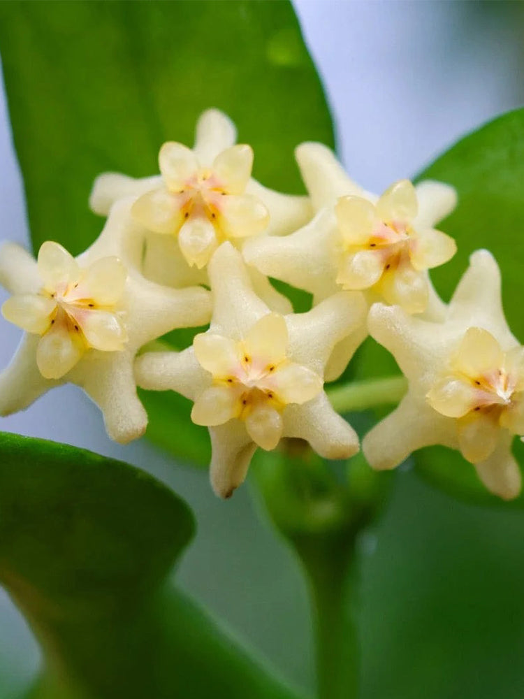 Hoya pandurata Silver Unrooted Stem Cuttings