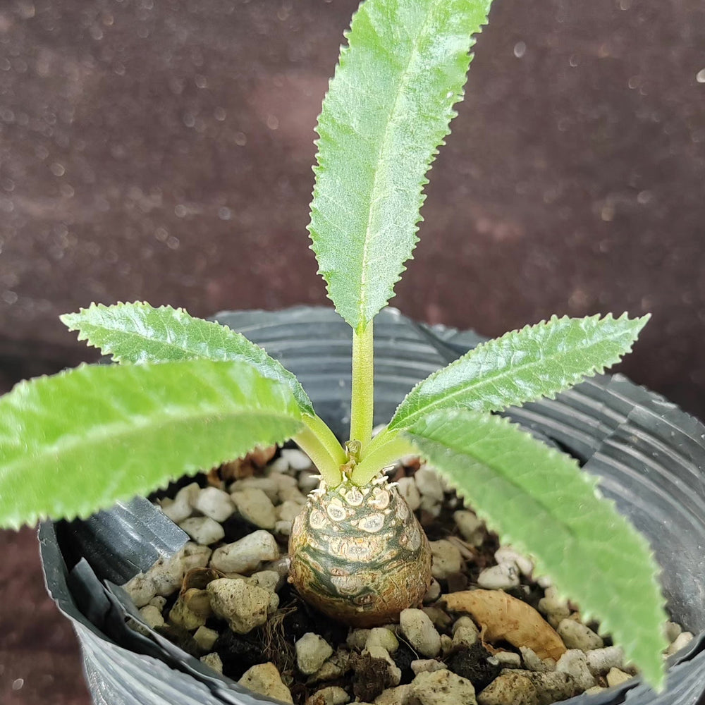 W955 Dorstenia crispa
