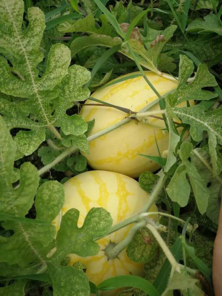 'Golden No.3' Watermelon Hybrid