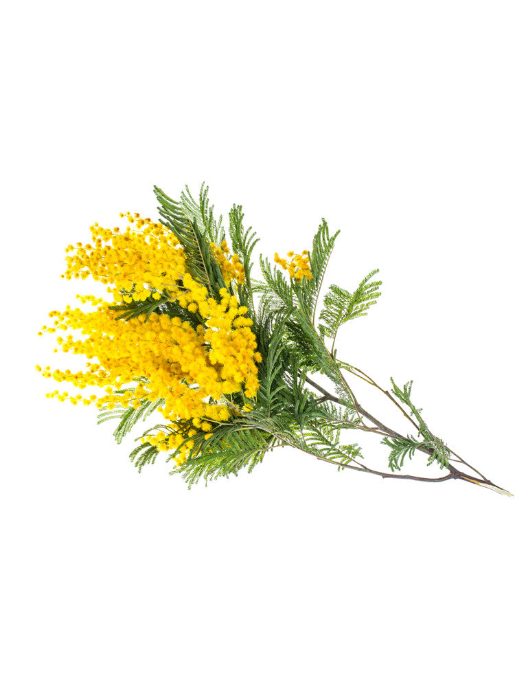 Silver Wattle