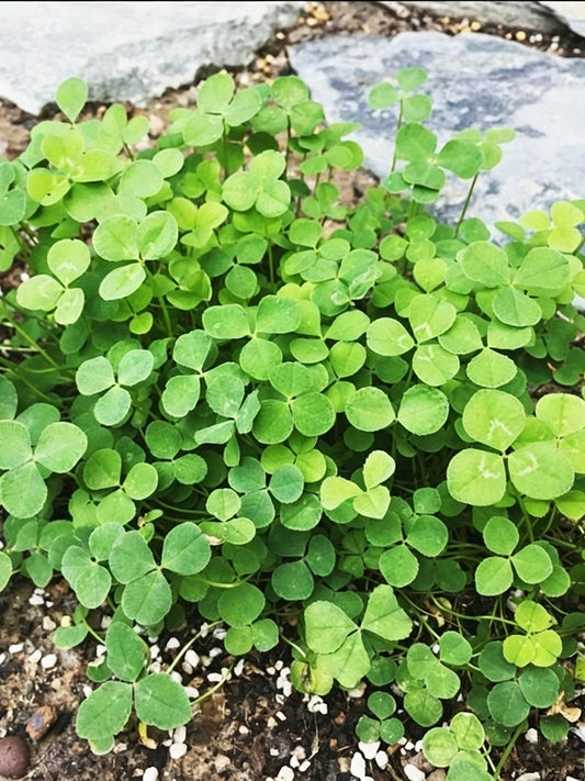 White Mini Clover