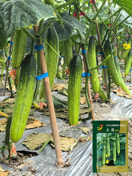 'Supreme' Long Drought Cucumbers