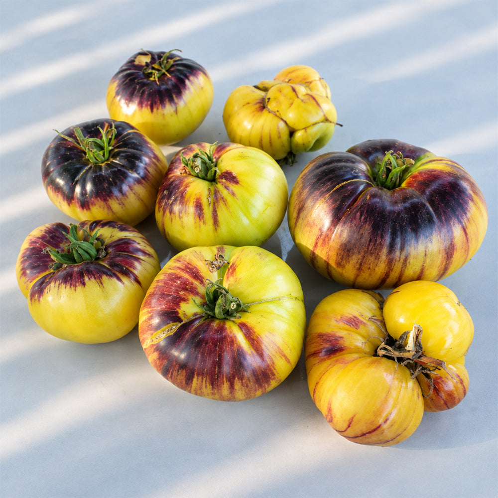 158 Mordovian Blues 2 Tomato