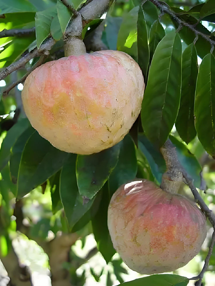 Annona Reticulata