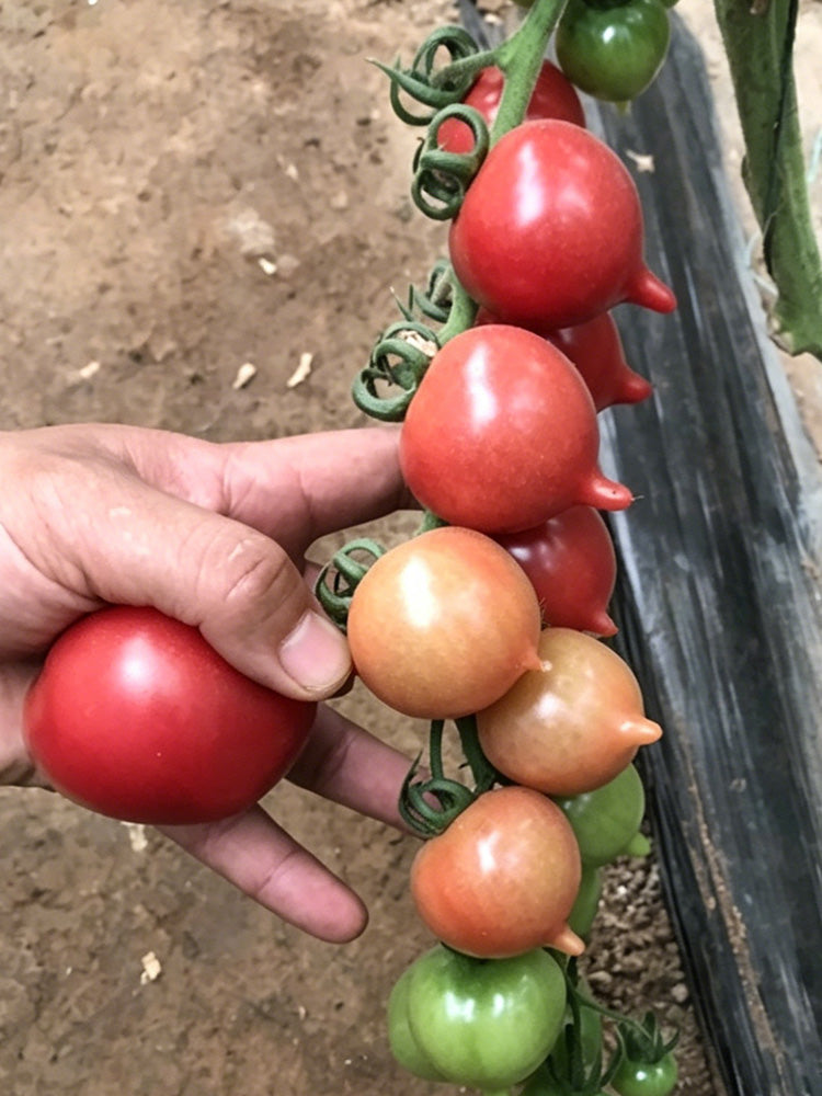 Spring Peach Heart Tomato