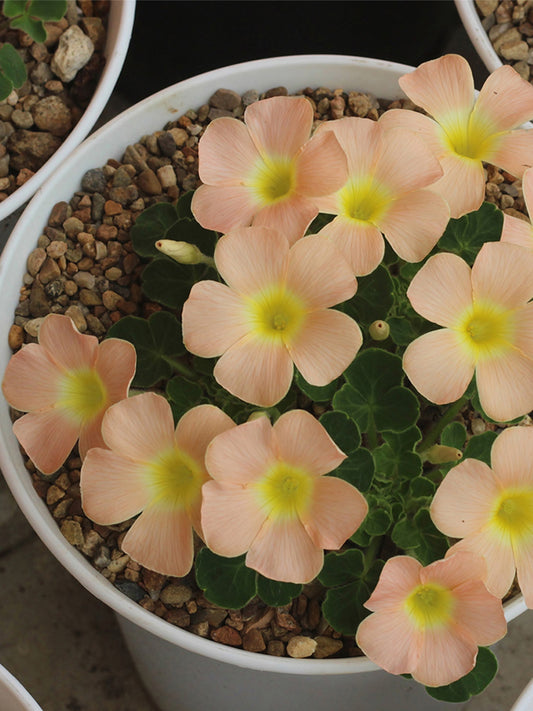 Oxalis pulchella var. tomentosa Series Bulbs