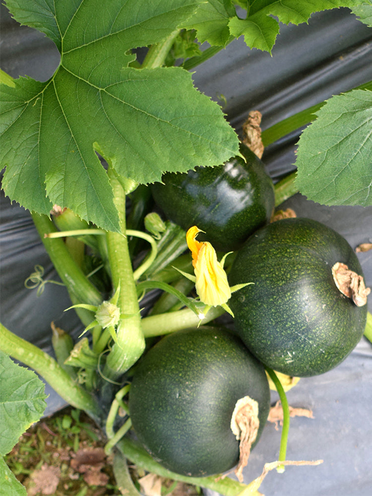 Shengfeng Dark Jade Zucchini