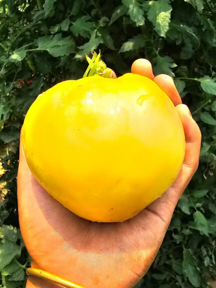 881 White Heart Tomato