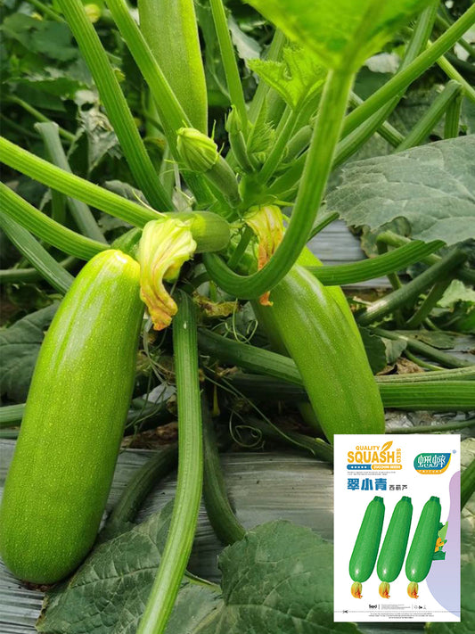 'Cuixiaoqing' Zucchini