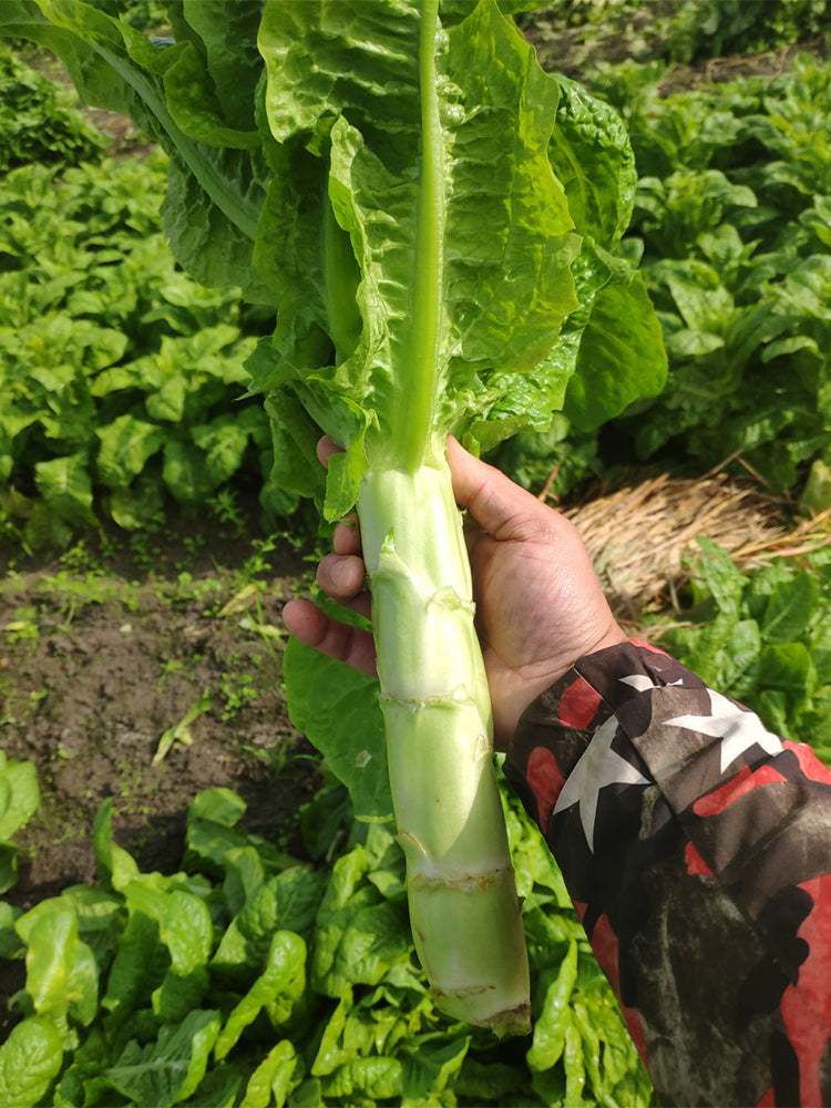 'Bimei' Stem Lettuce
