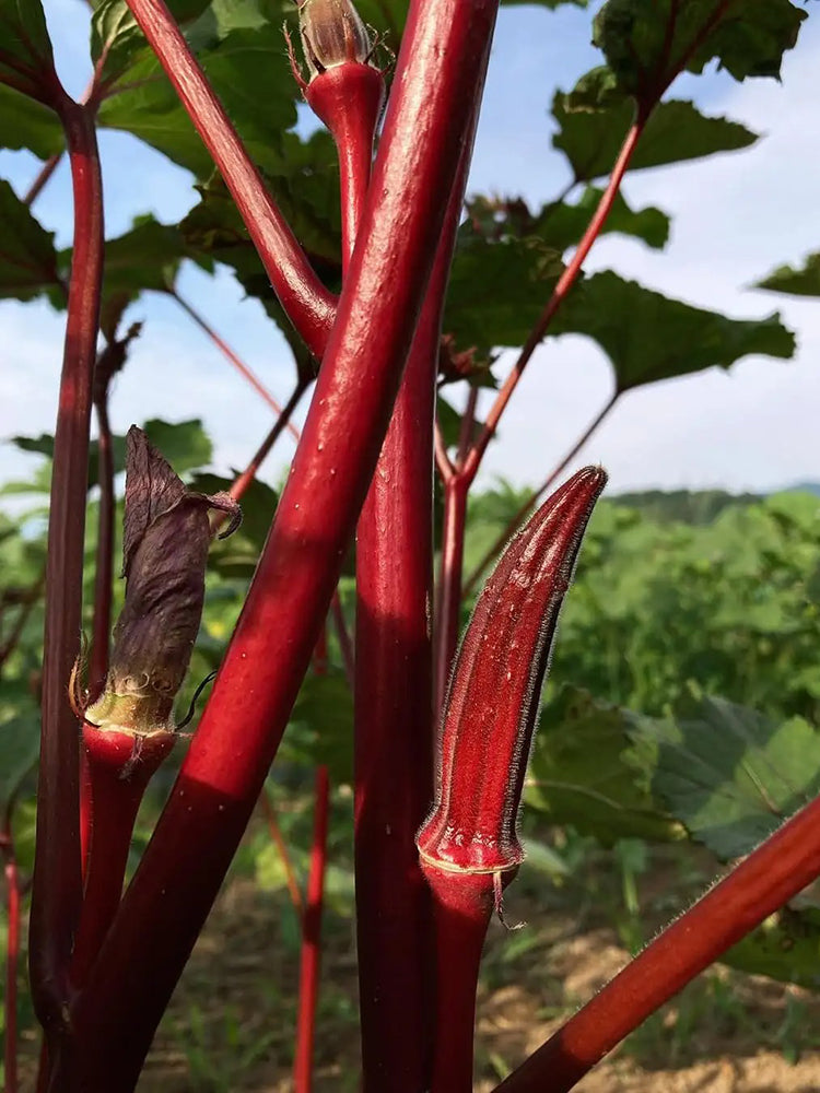 Fruit Red Okra