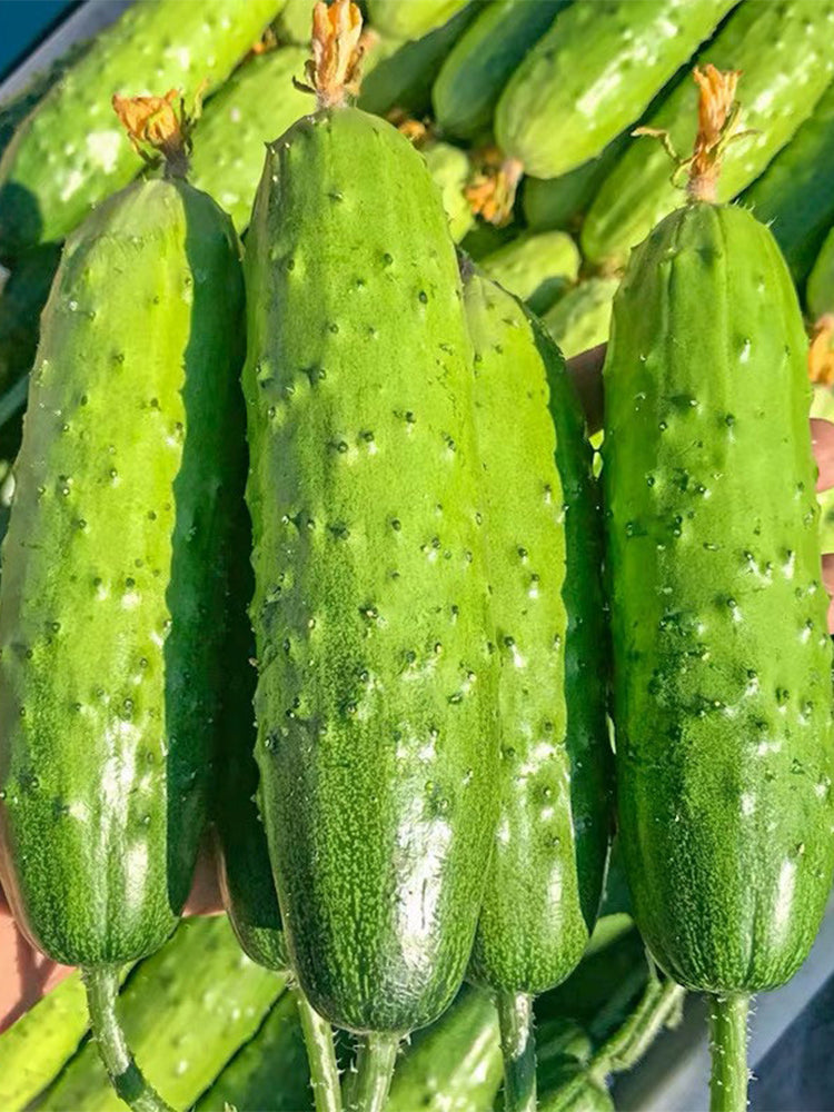 'Cuimei 188' Mini Cucumber