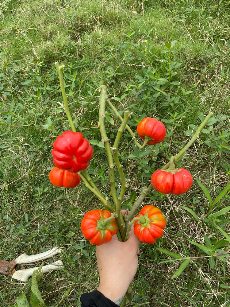 African Red Scarlet Eggplant