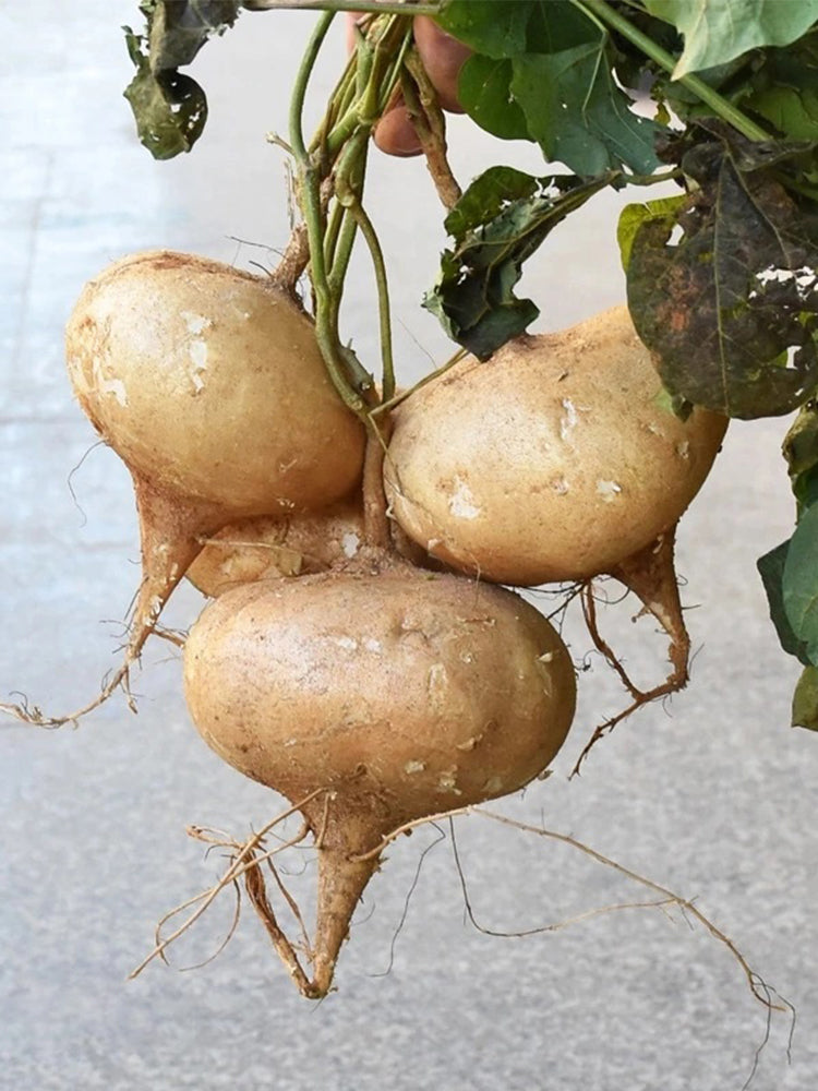 Yam Bean (Pachyrhizus erosus)