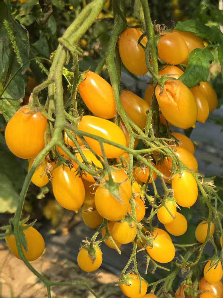 1088 Capybara F4 Pear Cherry Tomato