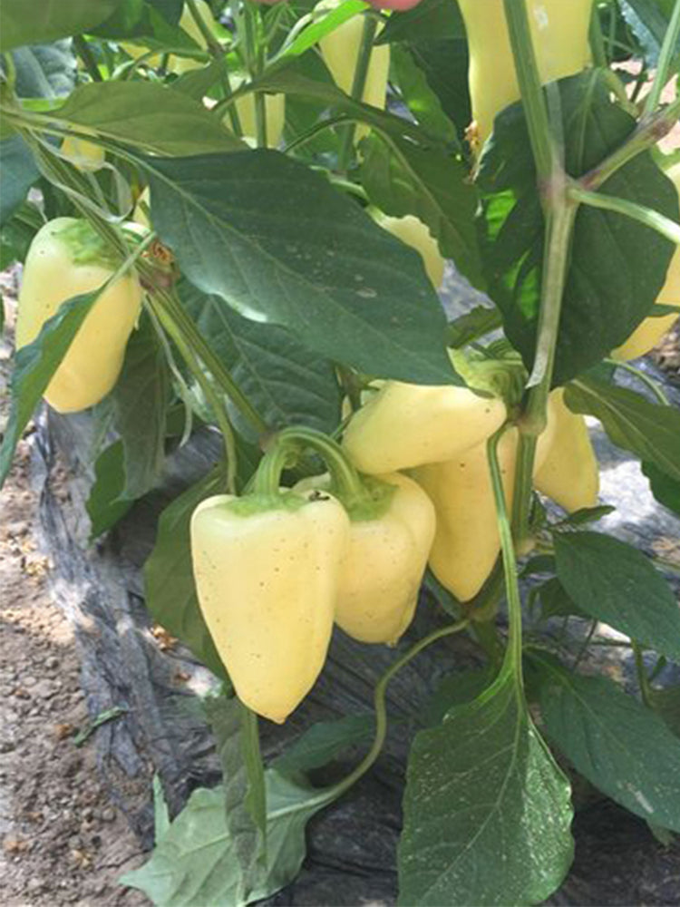 Baifumei White Chili Peppers