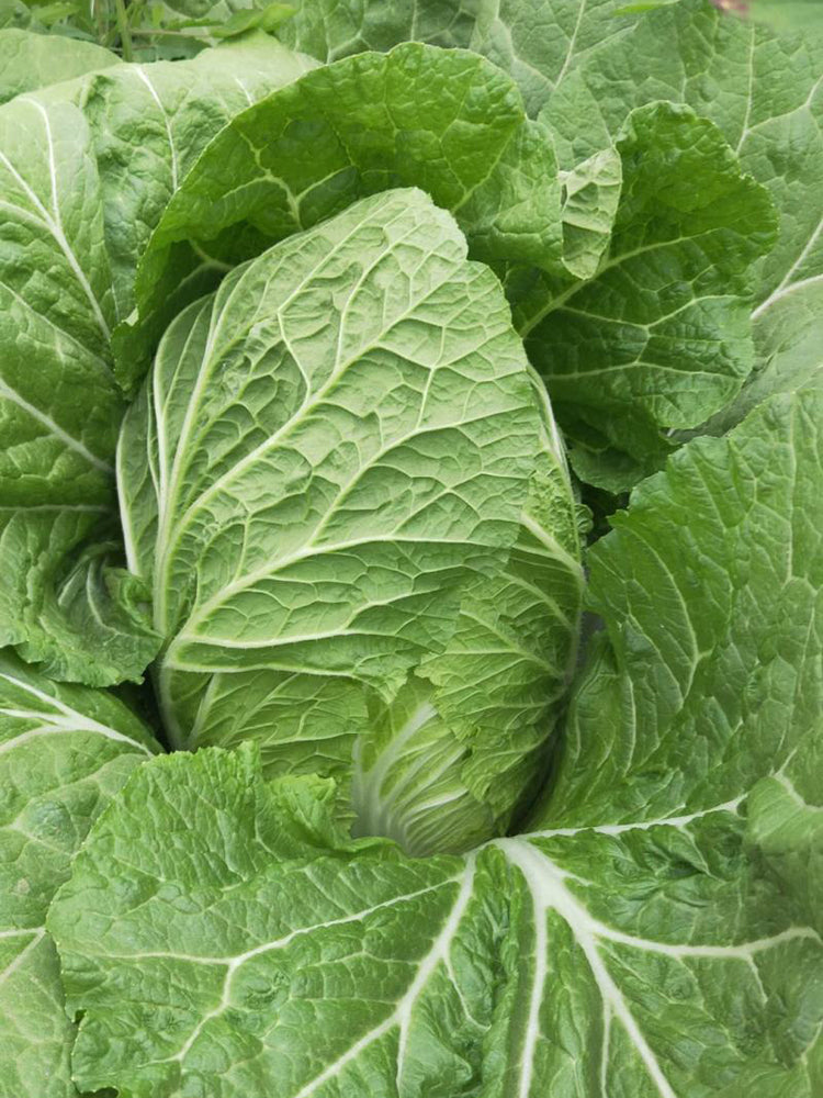 Double Season Golden Inlaid Jade Cabbage