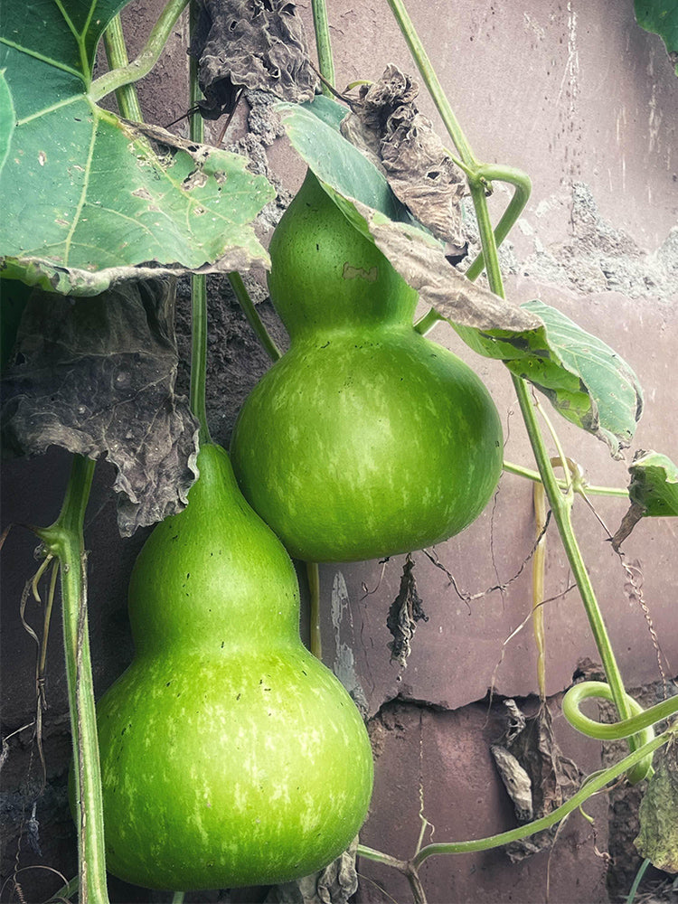 Hezhichun Giant Bottle Gourd