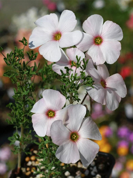 Oxalis bifurca Series Bulb - 'Red Eye'