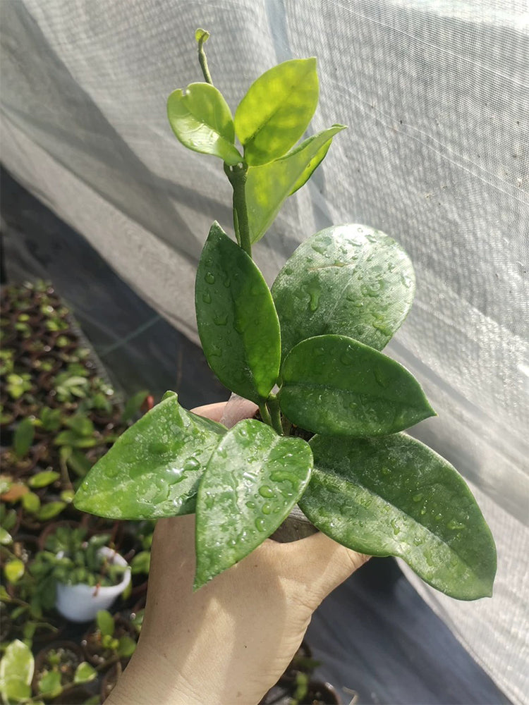 Hoya carnosa 'White Phoenix' Unrooted Stem Cuttings