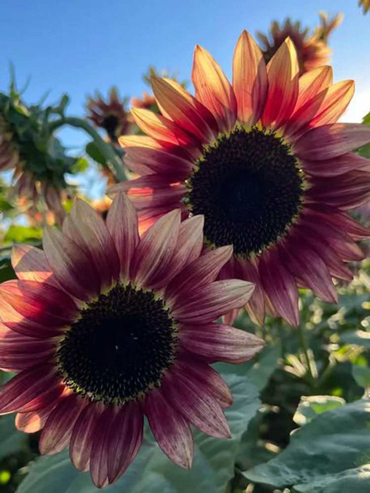 HEL25 Sunflower