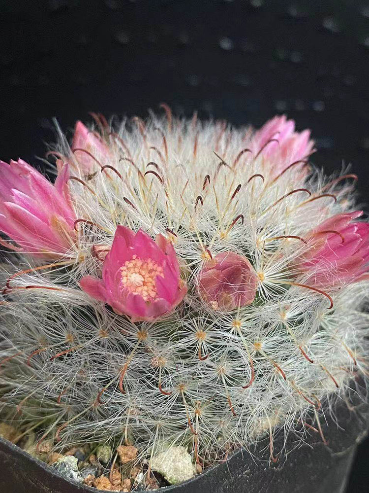 Mammillaria bocasana