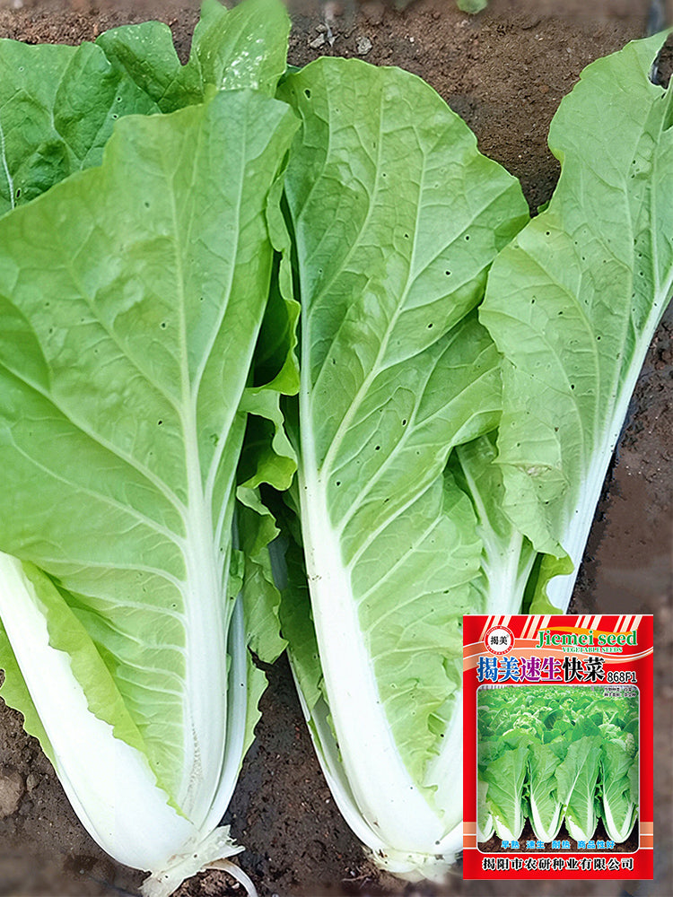 'Jiemei' Fast-growing Bok Choy