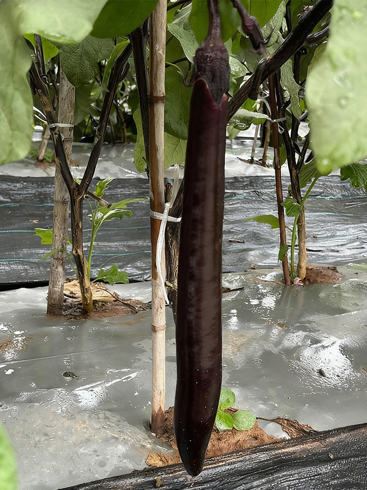 'Yuqie No.5' Eggplant