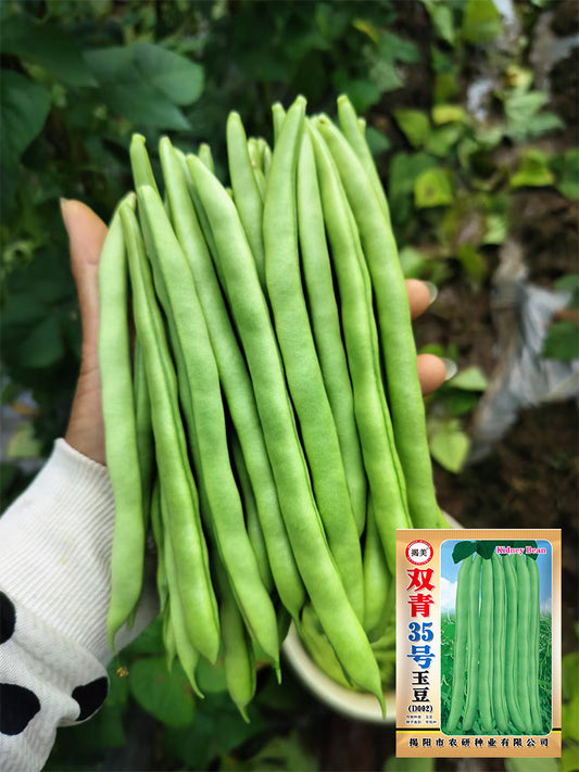 'Shuangqing No.35' Snap Bean