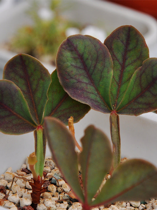 Broadleaf Oxalis Bulbs