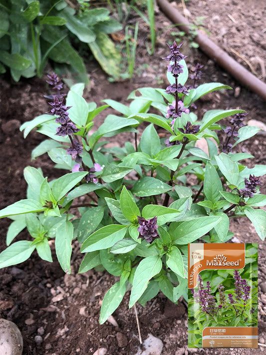 Licorice Basil