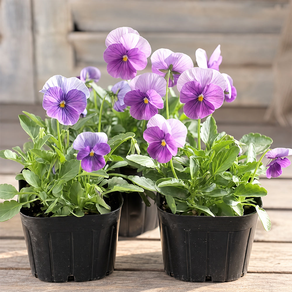 U2337 Floral Power Pink Beacon F1 Viola