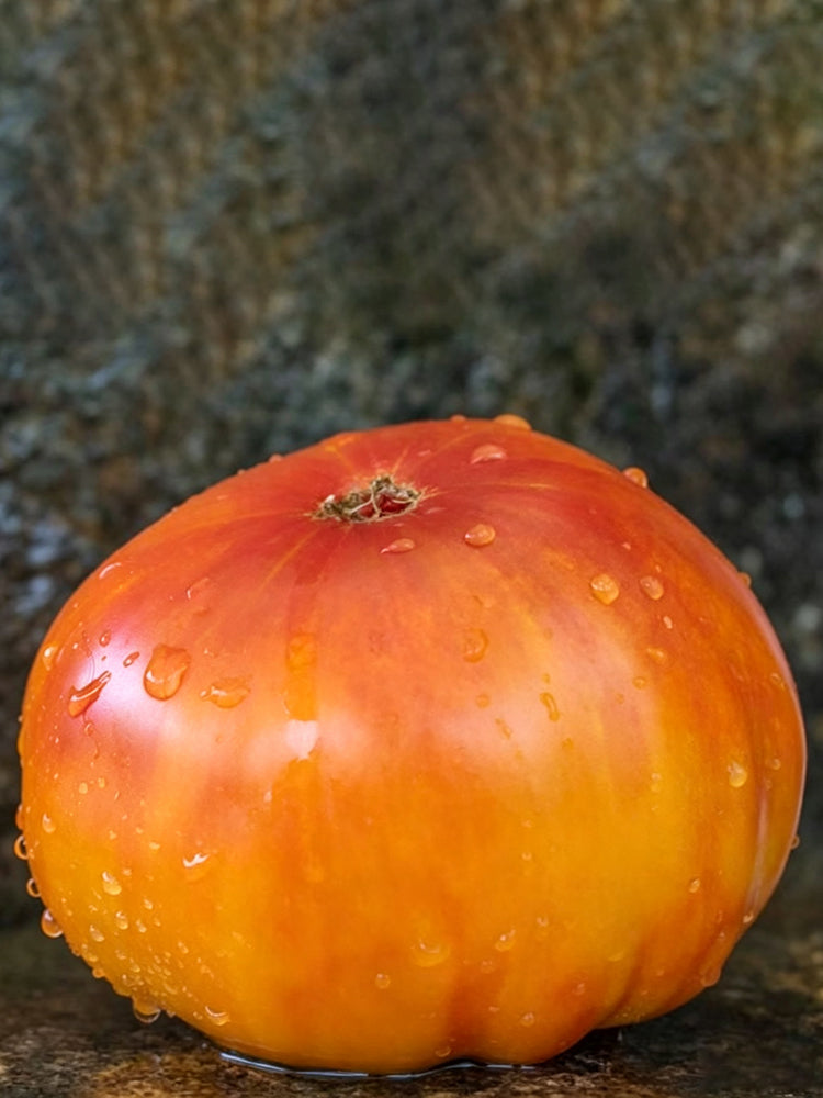 879 Southern Pride Tomato