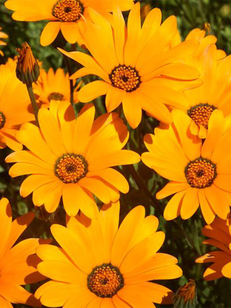 Mixed Colors Namaqualand Daisy