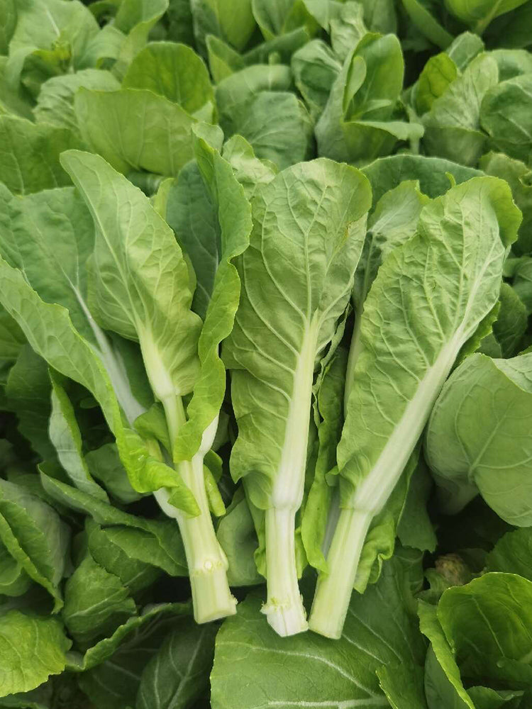 'Tender Sprout No.3' Choy Sum