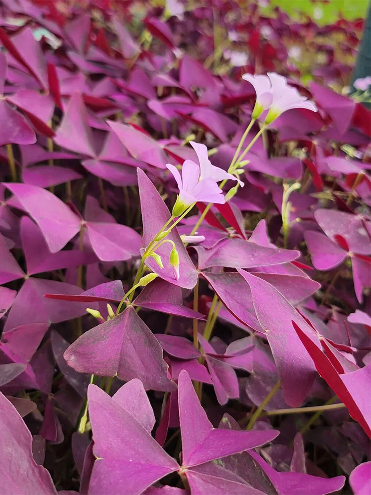 Oxalis triangularis 'Purpurea'