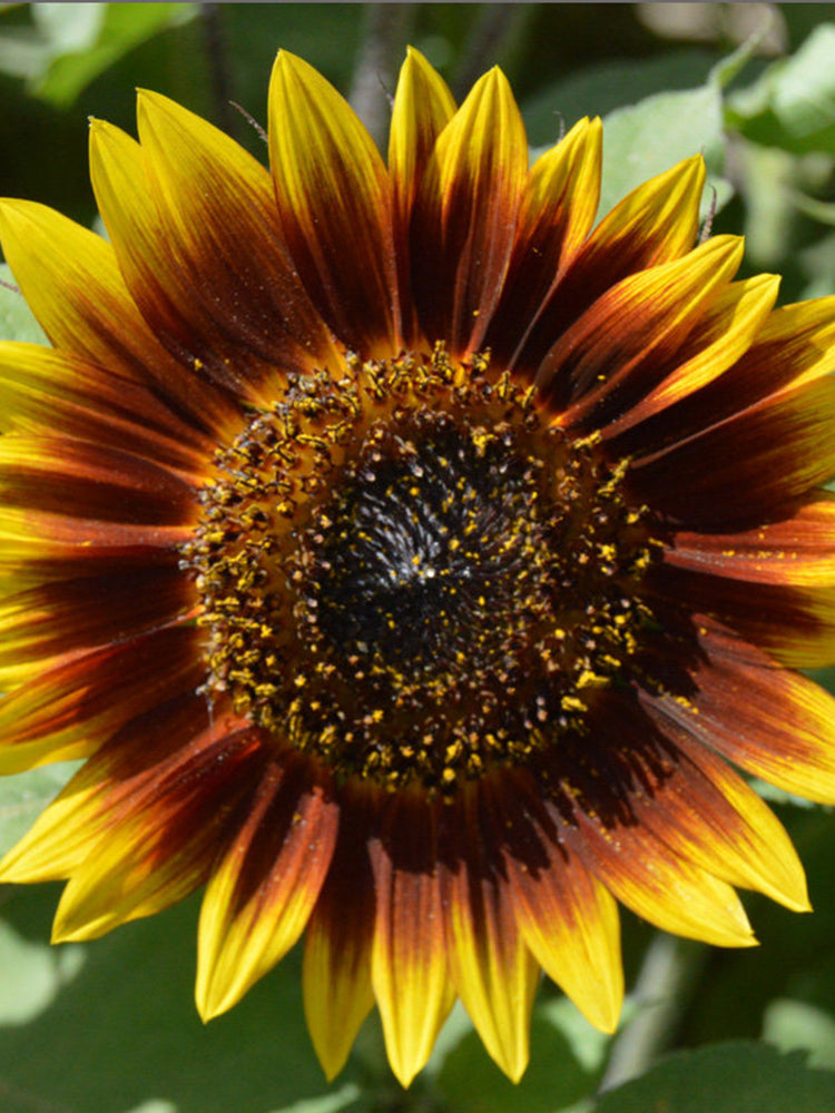 'Solar Eclipse' Ornamental Sunflower
