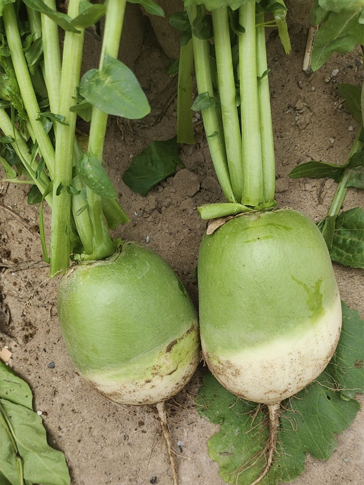 'Liangguan' Apple-shape Green Radish