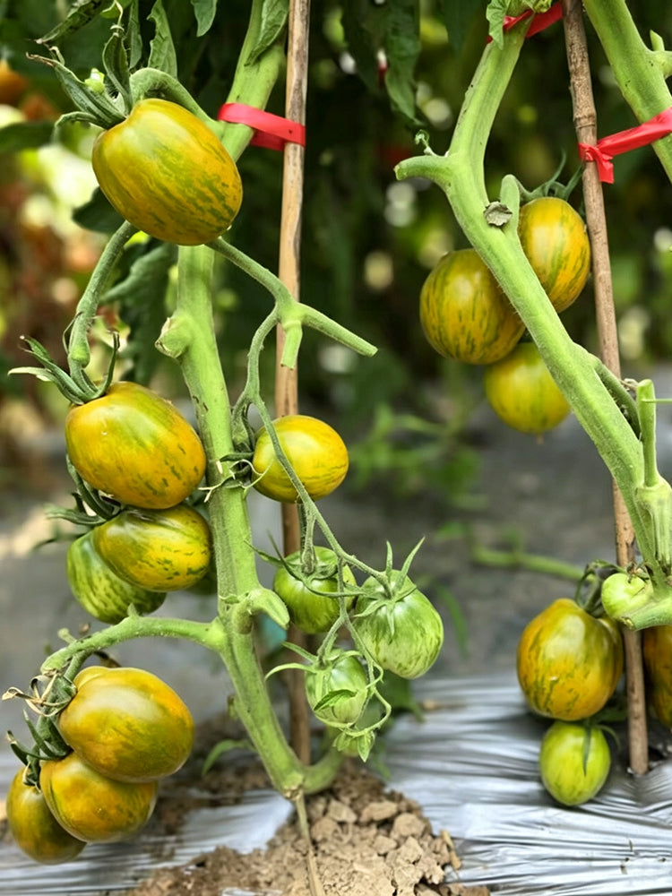 905 Dinosaur Egg Green Tomato