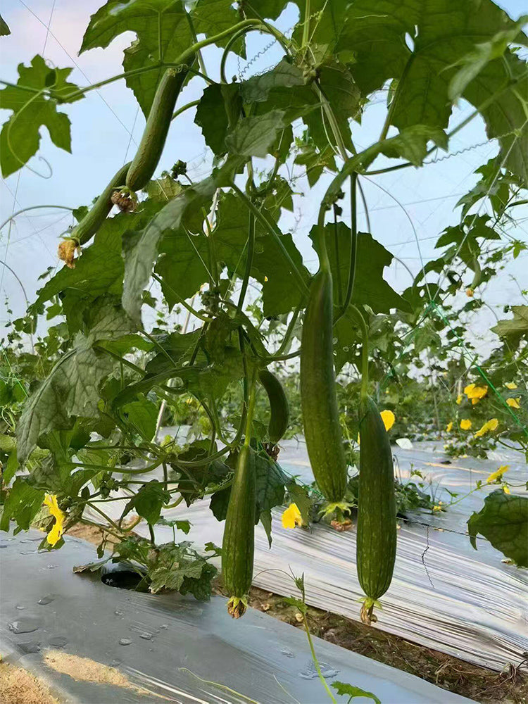 Thai Green Thumb Luffa