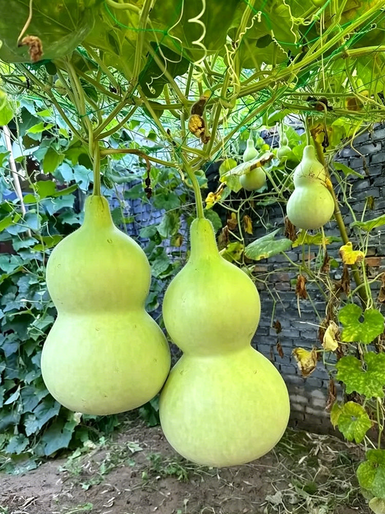 Thick-neck Eight Treasures Gourd