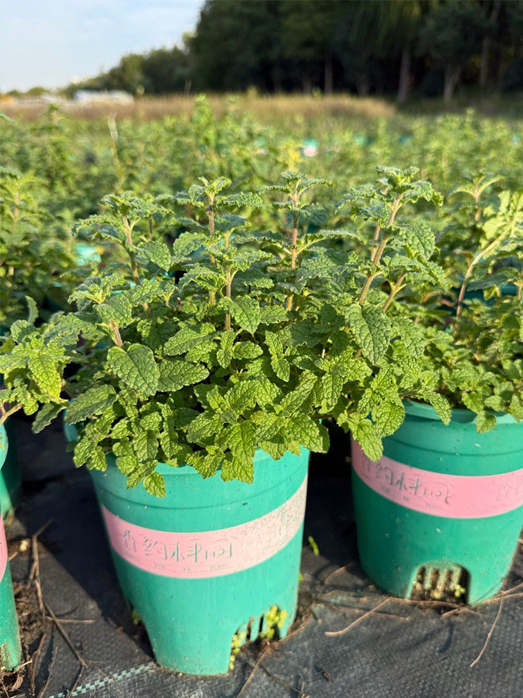 Strawberry Mint