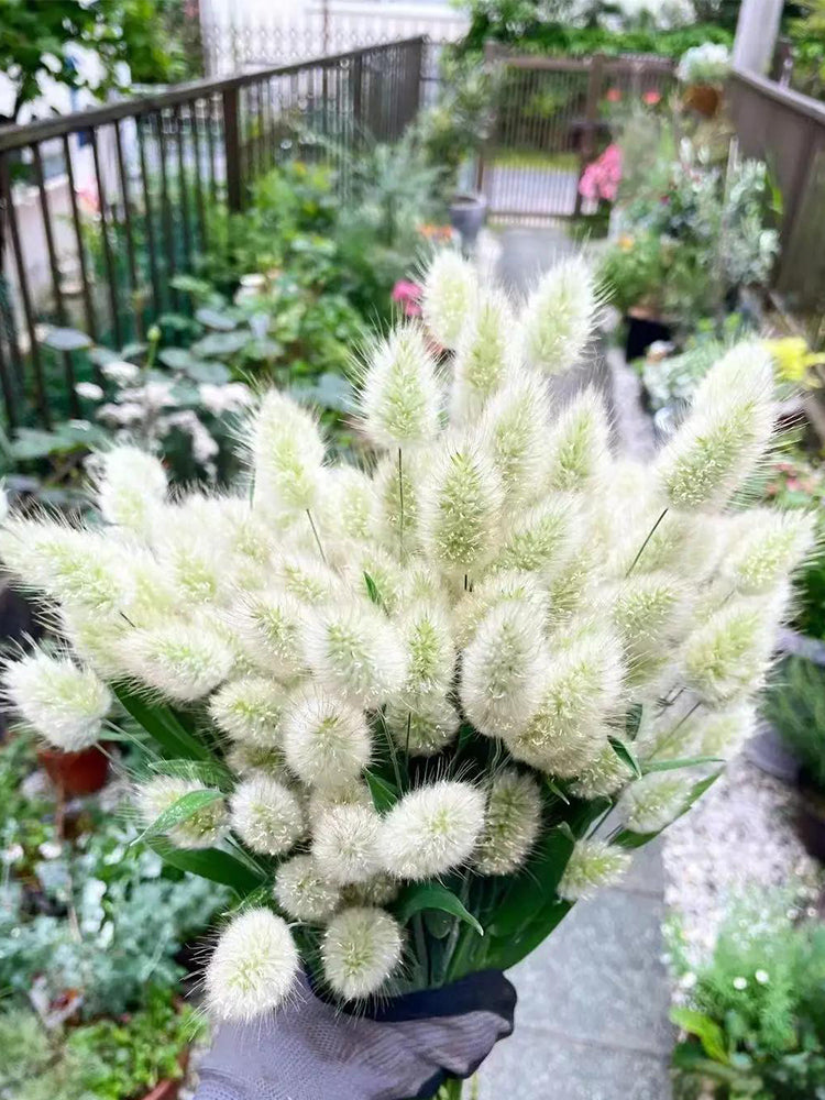Hezhichun Bunny Tail Grass