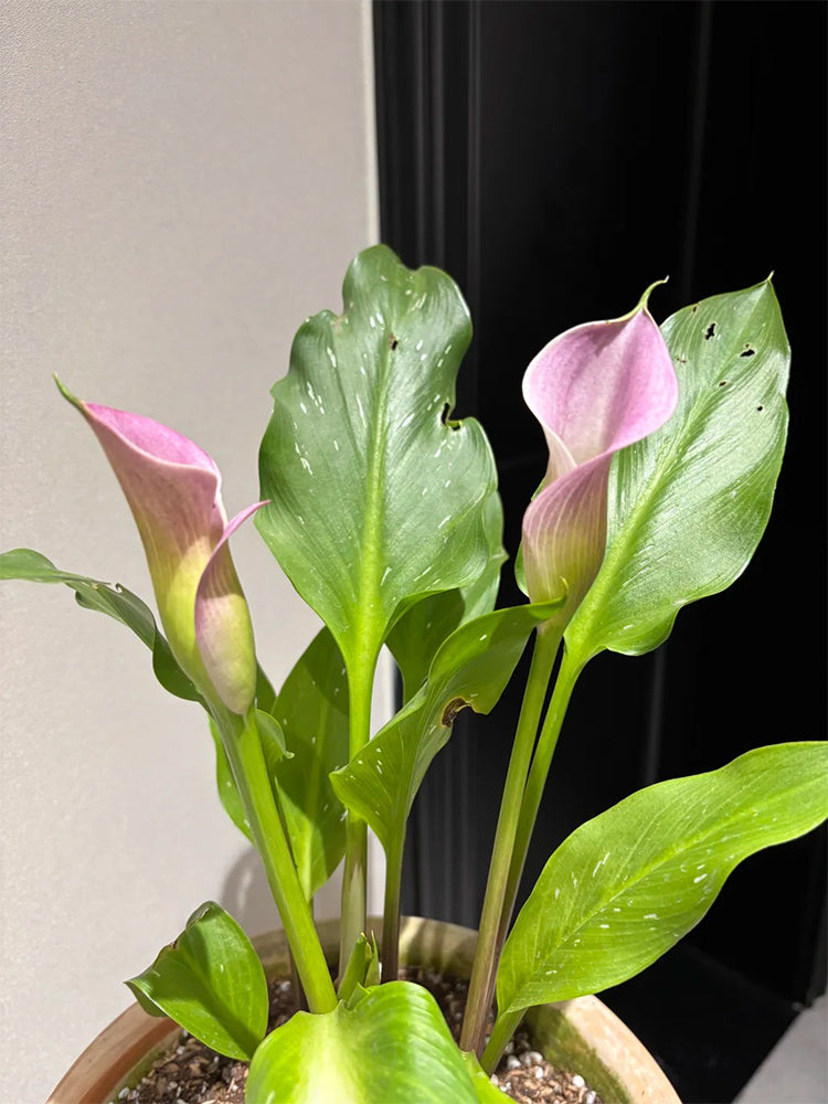 'Dreamland' Calla Lily